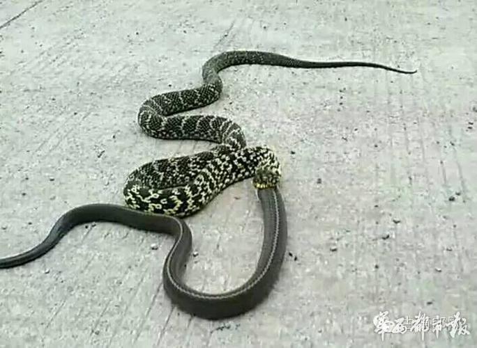 贫吃蛇下载图标