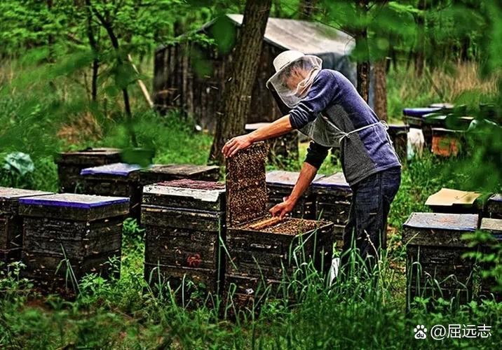 养蜂人一般寿命多少图标