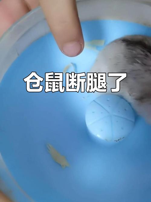 仓鼠被摔了腿瘸一直在抽搐图标
