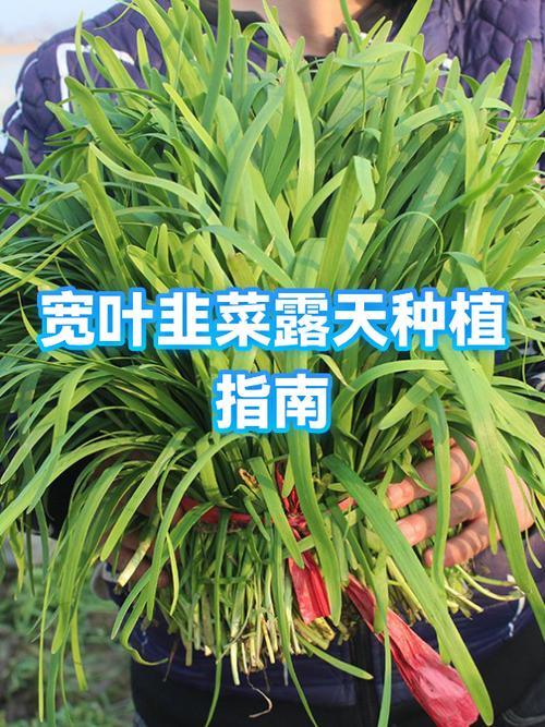韭菜栽培技术视频