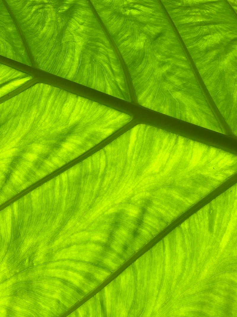 WPS2021免安装绿色版