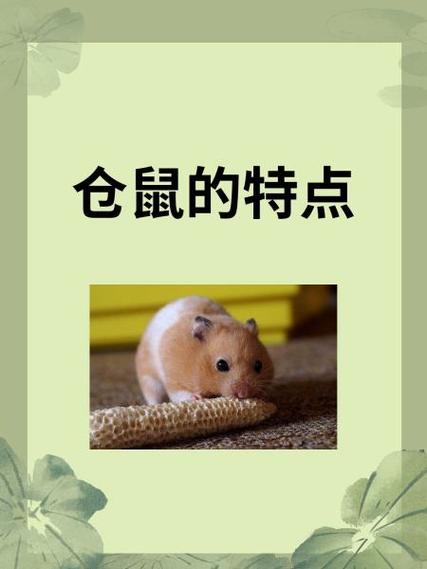 仓鼠吃木屑吗