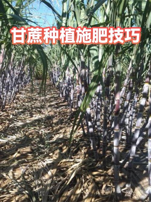 甘蔗的种植方法和管理技术