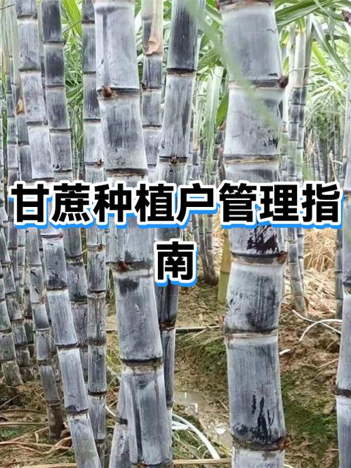甘蔗的种植方法和管理技术