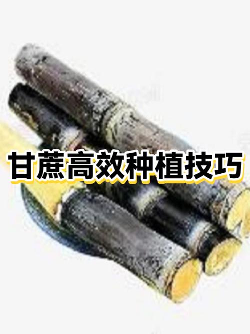 甘蔗的种植方法和管理技术