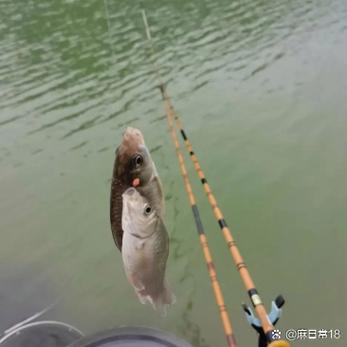 一杆钓两条鱼的说说