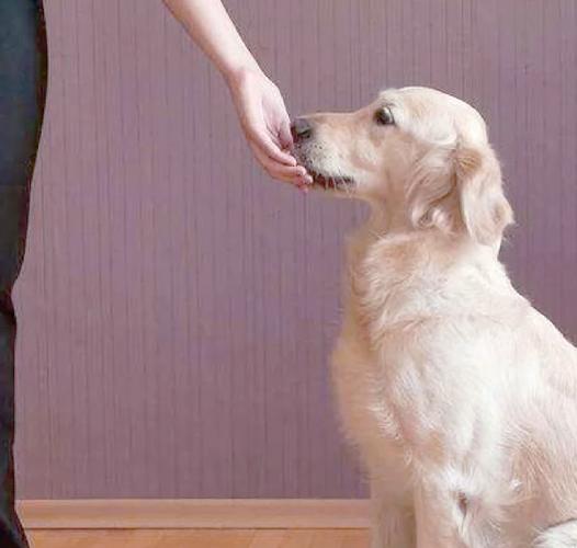 狗狗走着走着坐下是怎么回事