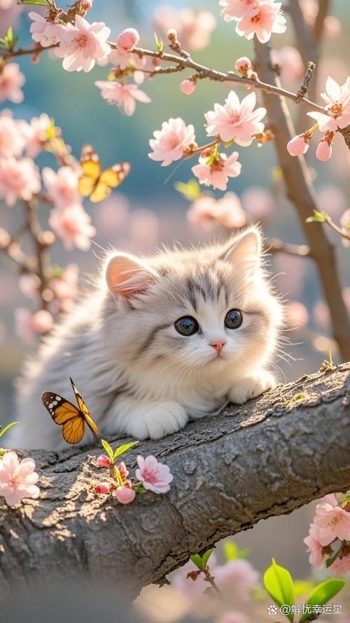 适合女生养的猫图标