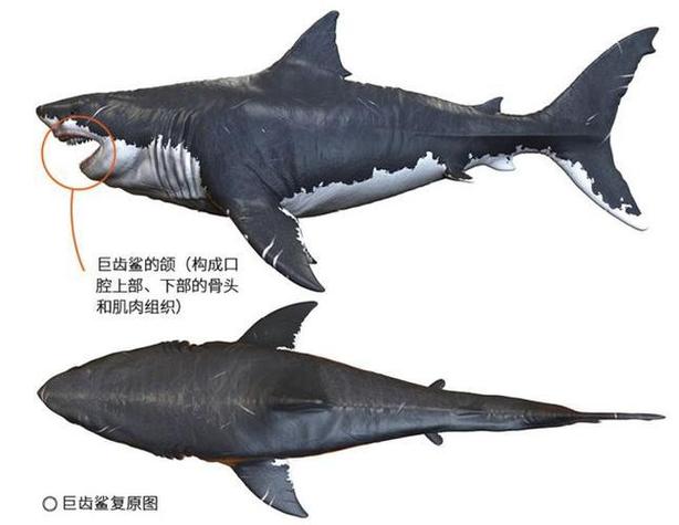 巨兽鲨还能升级吗