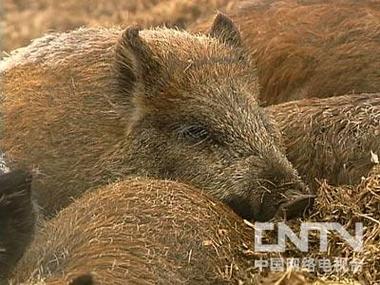 致富经养野猪