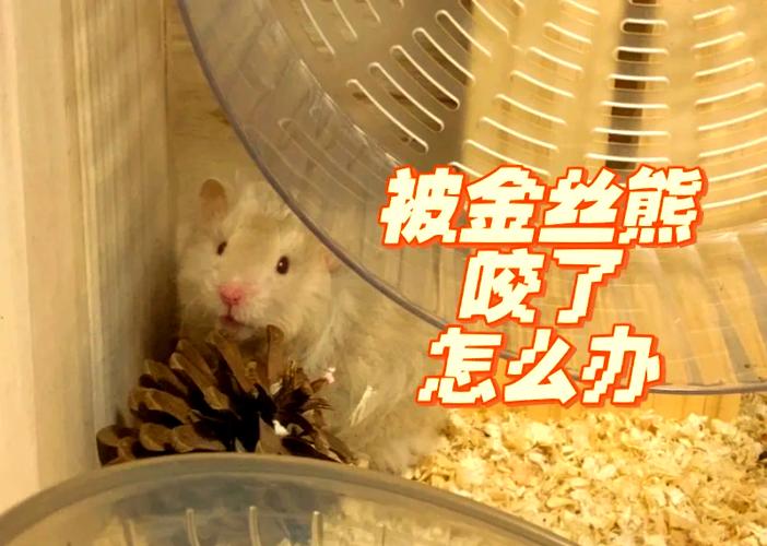 被自家养的仓鼠咬了一口怎么办