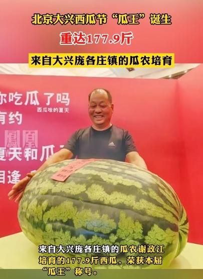 稳健的大西瓜图标