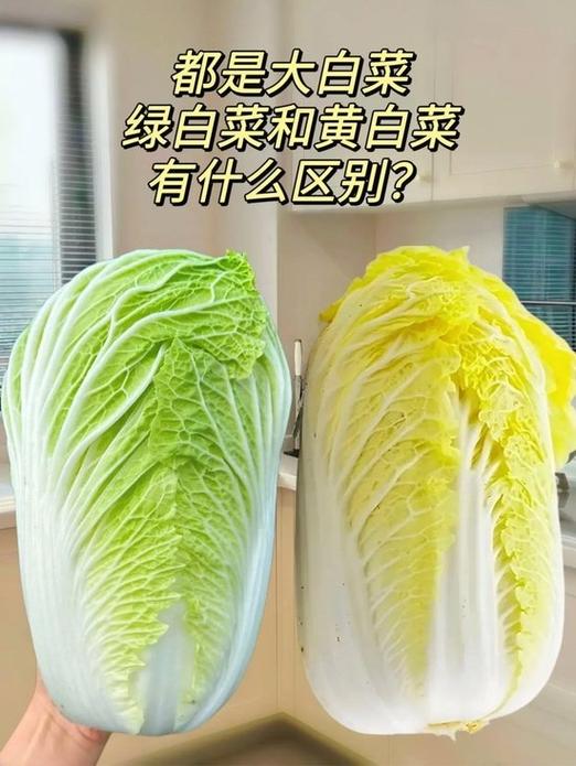 白菜是白的好还是绿的好