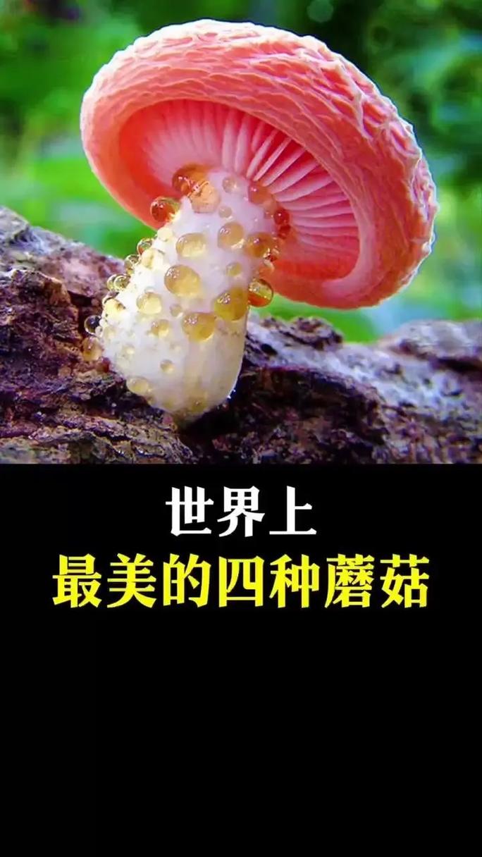 迷你世界怎么种蘑菇会变多图标