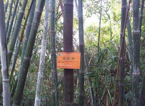 产奶绿竹