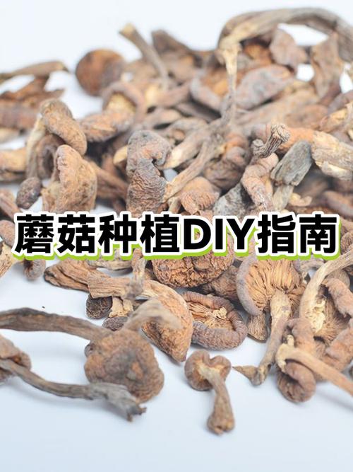 蘑菇diy种植怎么种