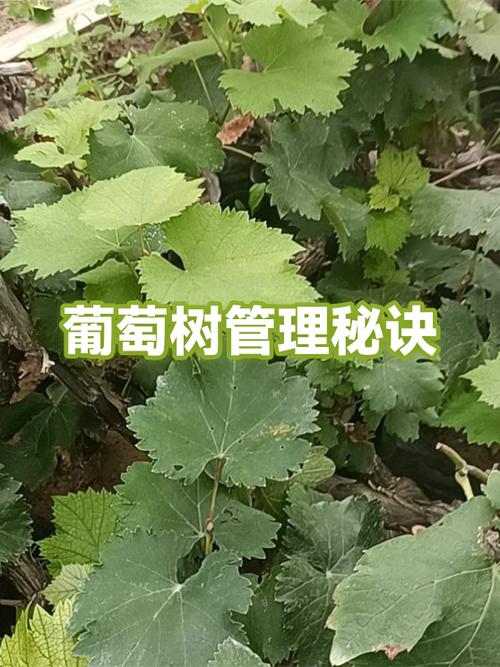 葡萄种植方法与技术管理图标