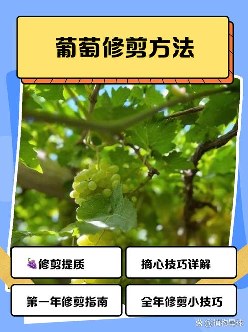葡萄种植方法与技术管理