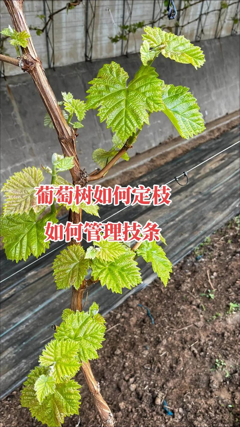 葡萄种植方法与技术管理