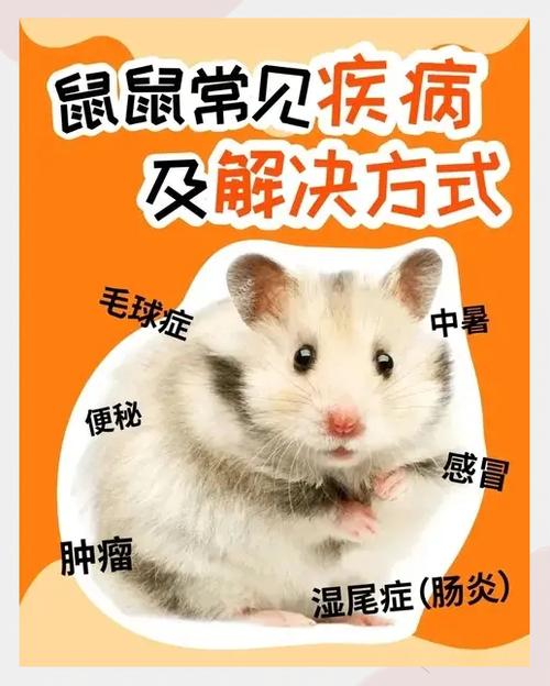 仓鼠被咬了一块肉怎么办