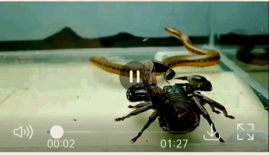 蛇vs蝎子vs蜈蚣vs蜘蛛vs牛蛙