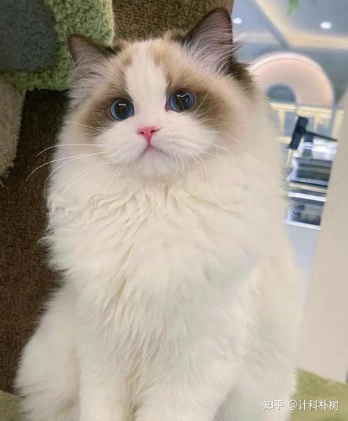 猫咪图片大全高清图片