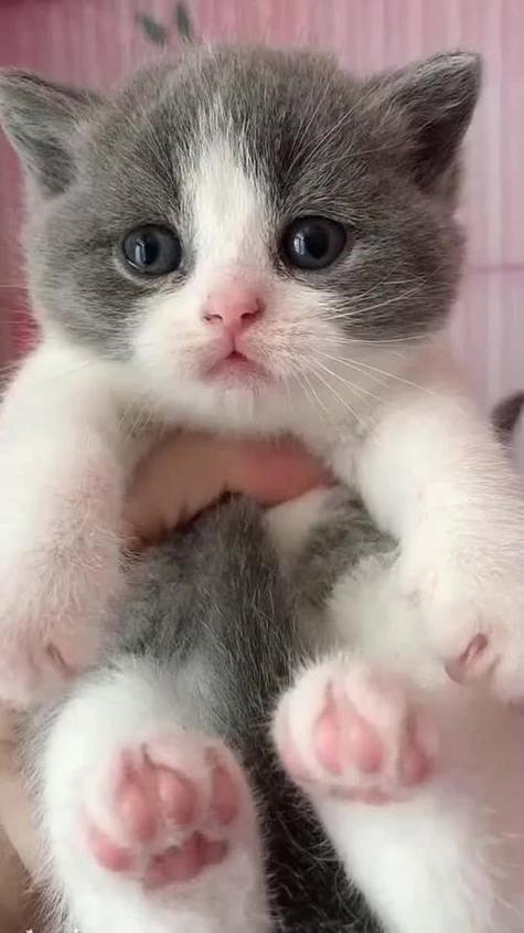 猫咪最新短视频