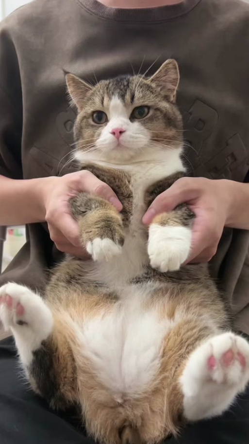 猫咪最新短视频