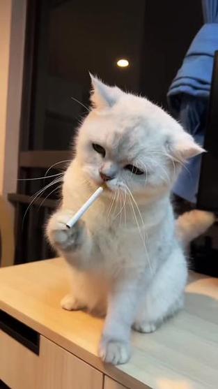 猫咪最新短视频