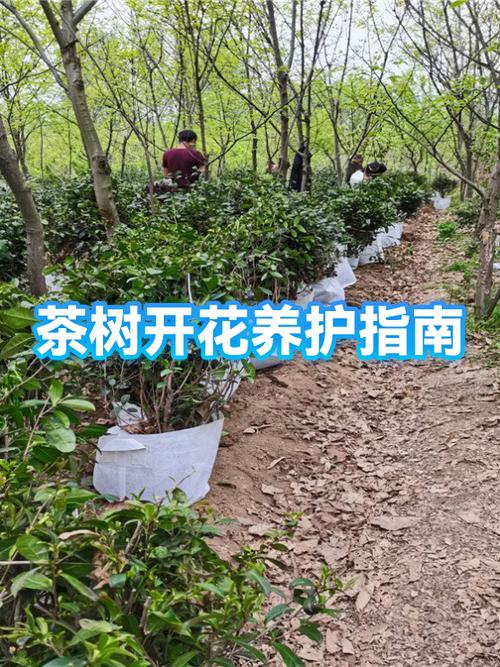 茶树什么时候开花