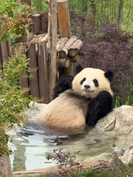 熊猫洗澡的视频