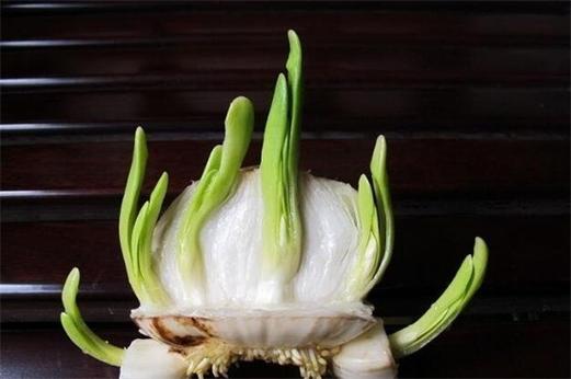 水仙花切割方法图解图标