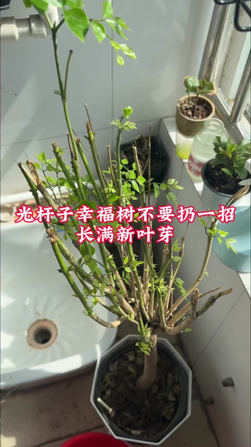 幸福树光杆不发芽咋办图标