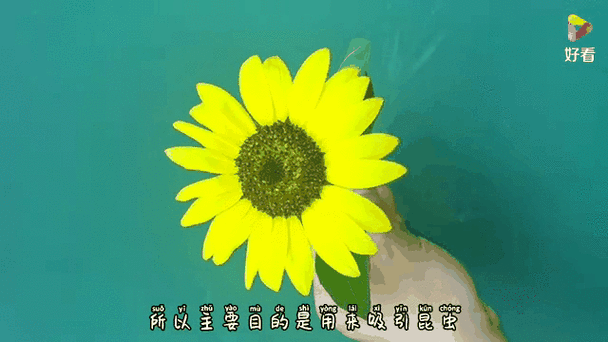 向日葵妈妈平台赚钱方式