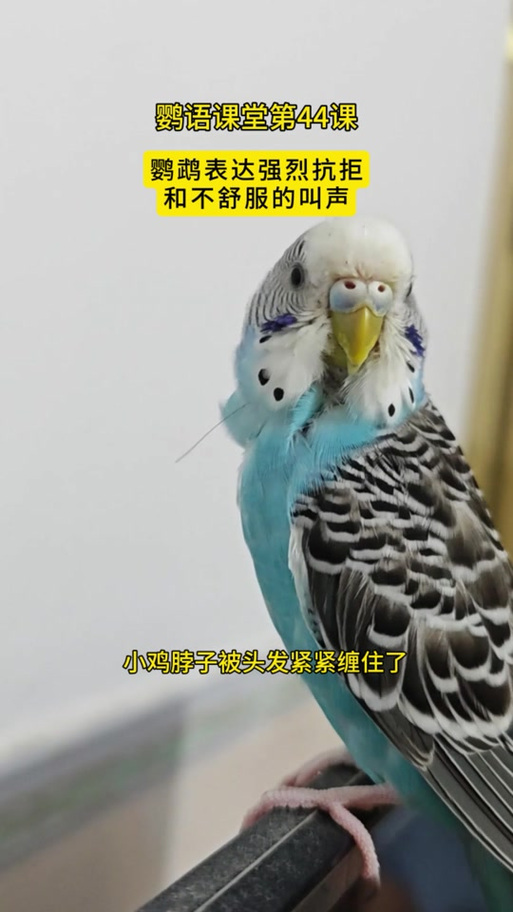 虎皮鹦鹉一直小声叫图标