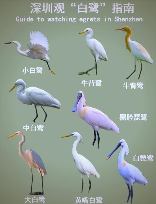 白鹭和鹭鸶的区别图标