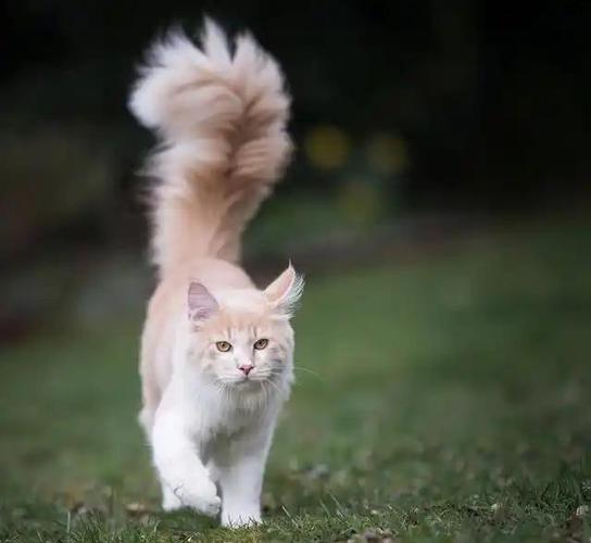 猫猫摇尾巴是表达什么情绪