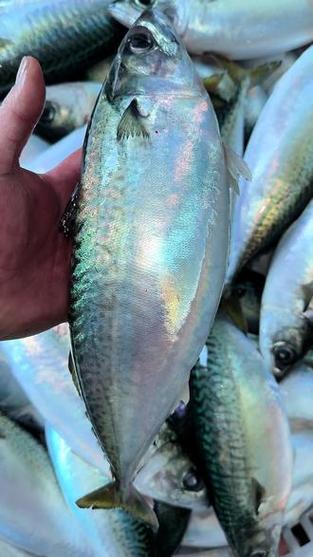 青花鱼养殖交流论入口