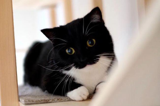奶牛猫属于什么档次