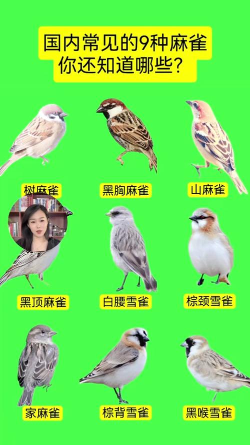 麻雀品种图标