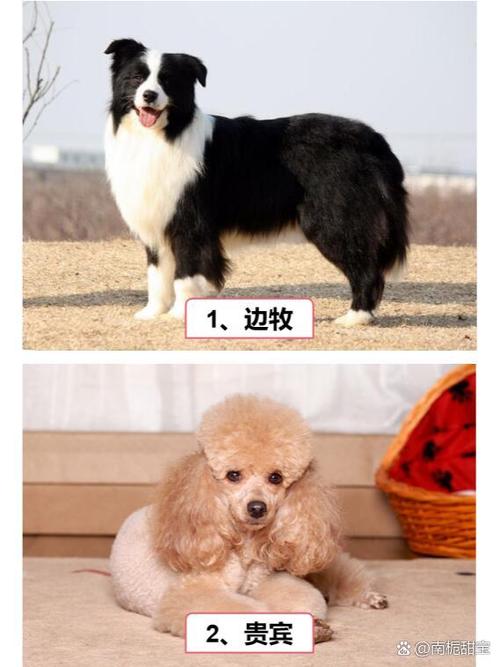 狗智商排名1至100