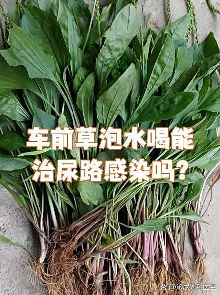 车前草的功效与作用图标
