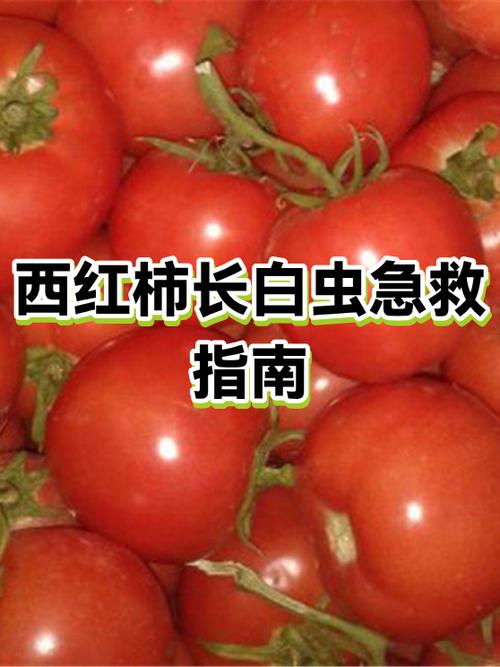番茄病毒病可以治愈吗