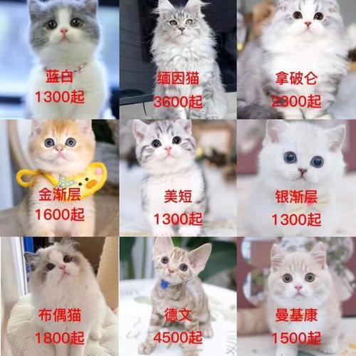 养猫赚钱靠谱吗