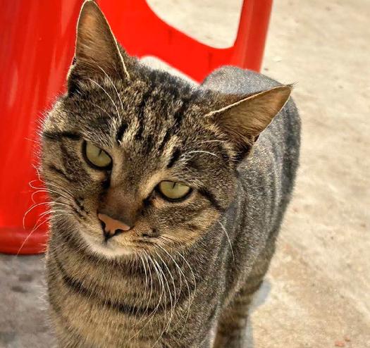 养猫赚钱靠谱吗