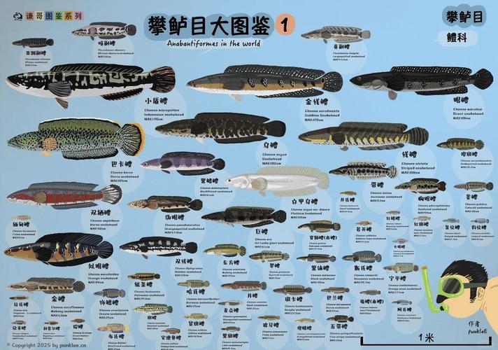 宝可梦wiki图鉴