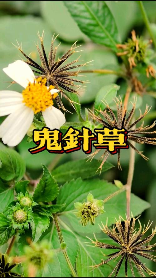 鬼切草