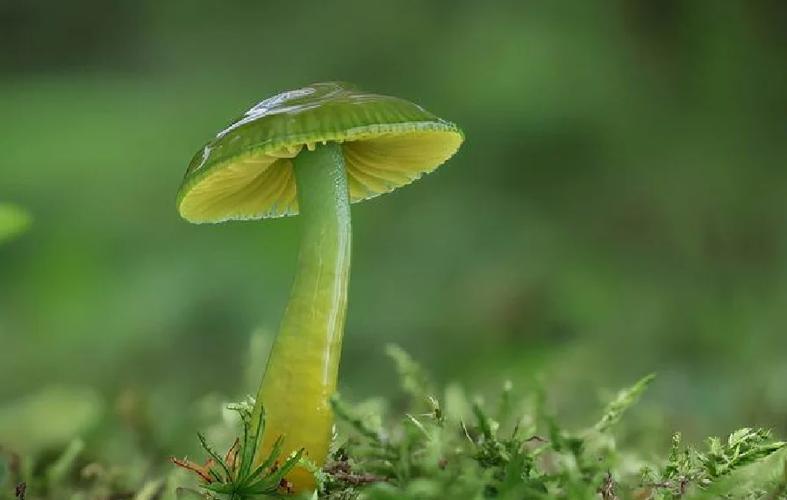 绿色蘑菇