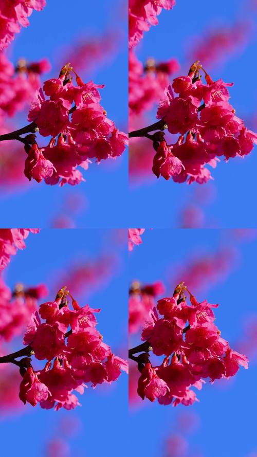 樱花视频app免费api红包版