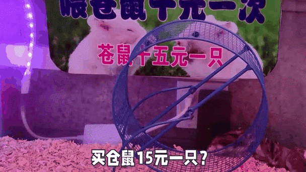 仓鼠可以三天喂一次吗图标